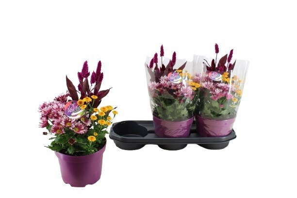 Chrysanthemum/Celosia