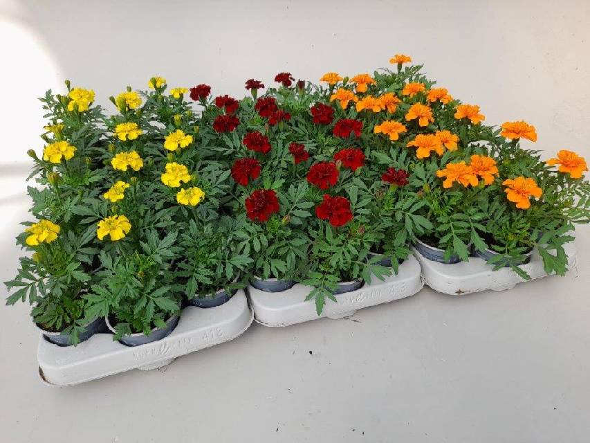 Tagetes - oeillet d´inde