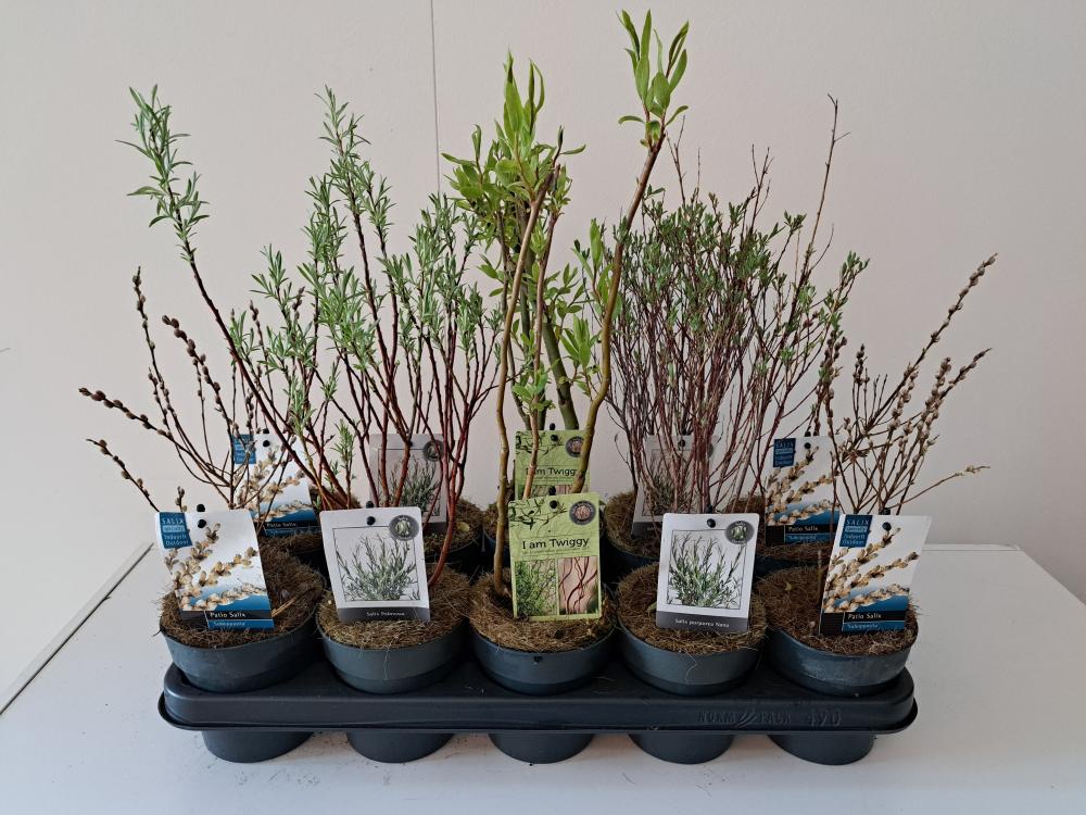 Salix