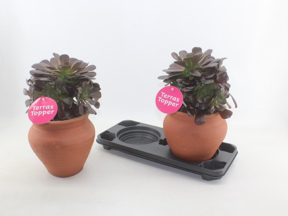 Aeonium