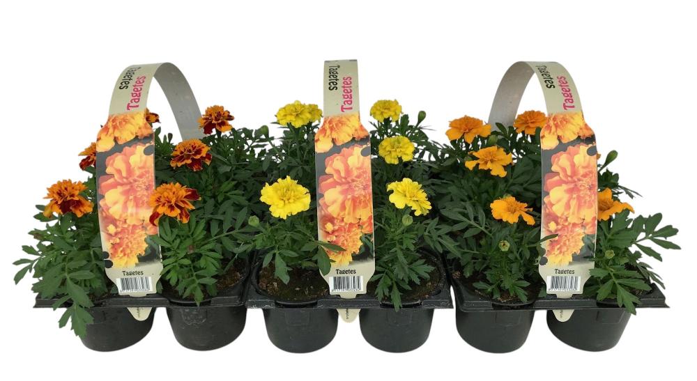 tagetes - oeillet d'inde