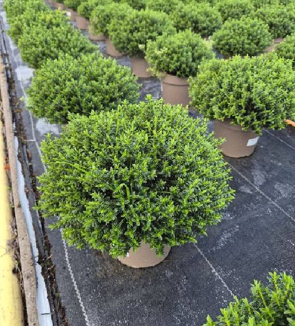 Myrtus