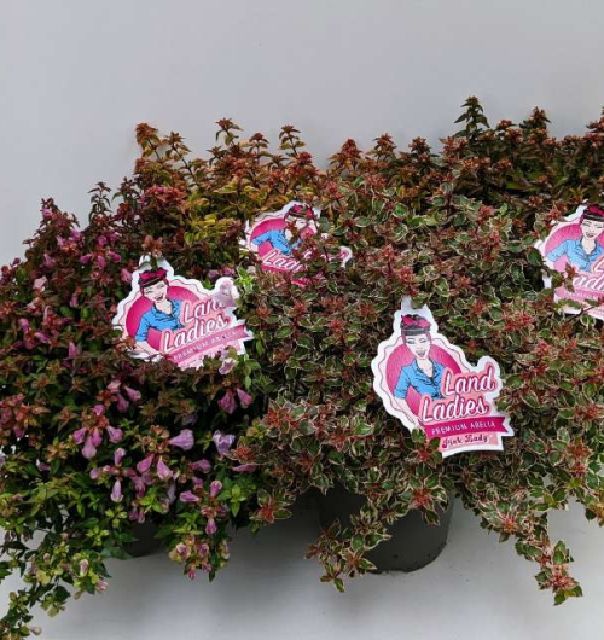 Abelia