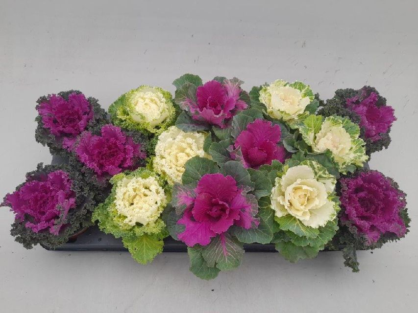 Brassica