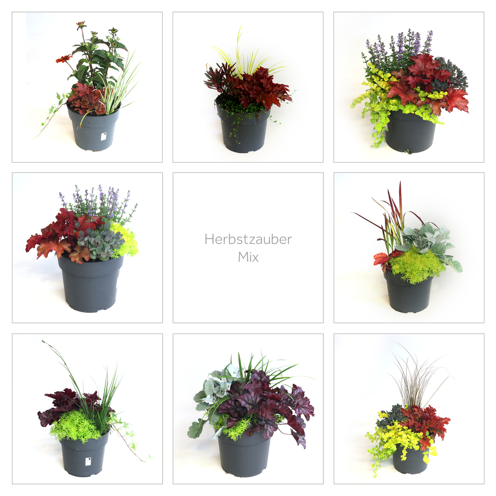 Herbstzauber mix