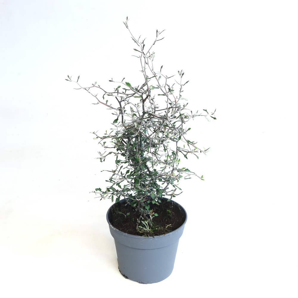 Corokia cotoneaster
