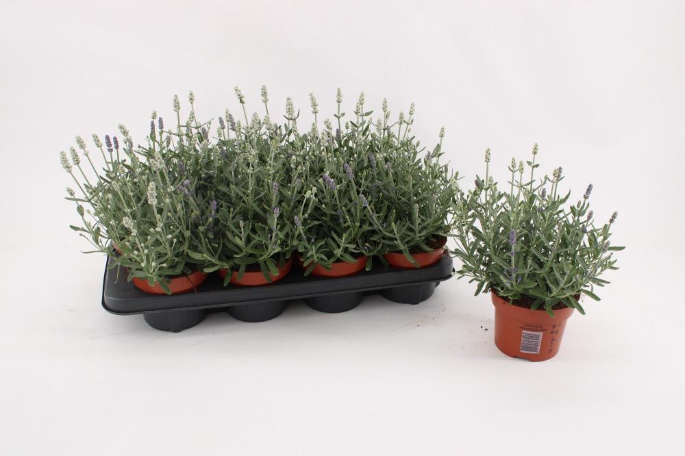 lavandula