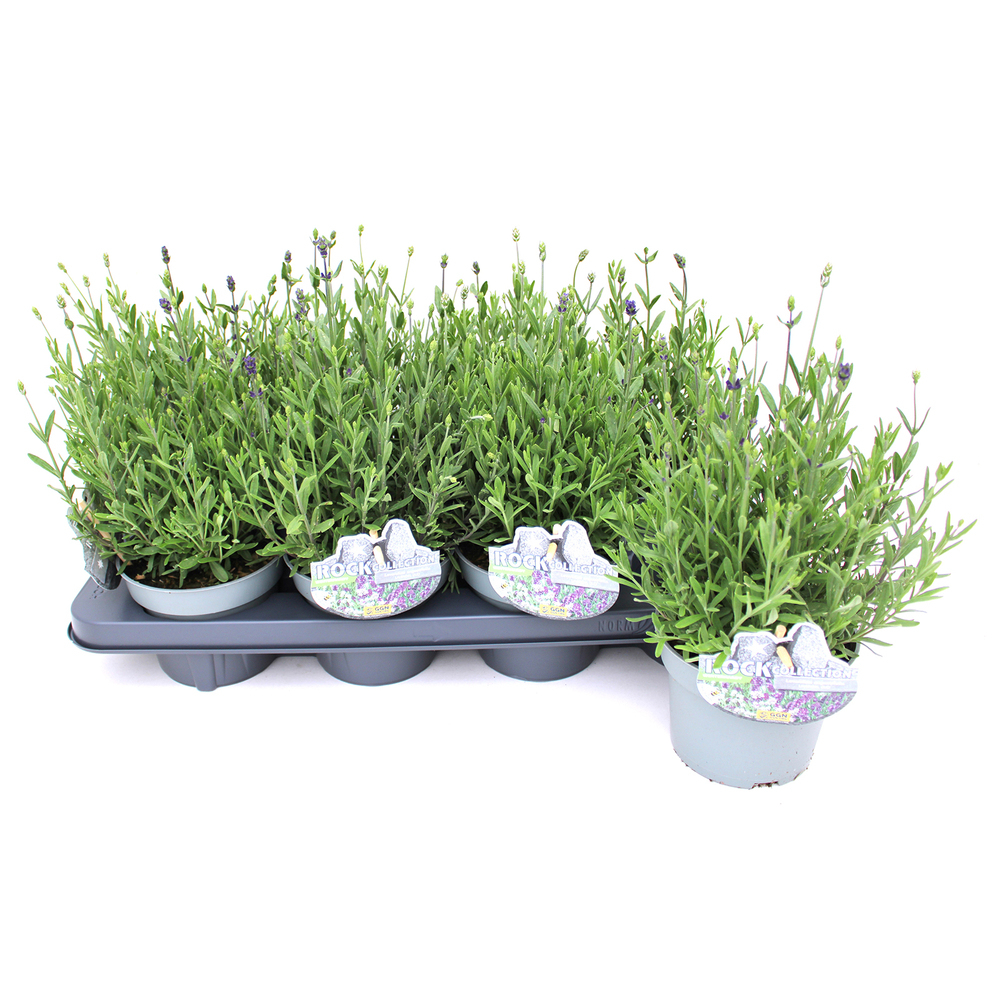 Lavandula angustifolia twin/duo