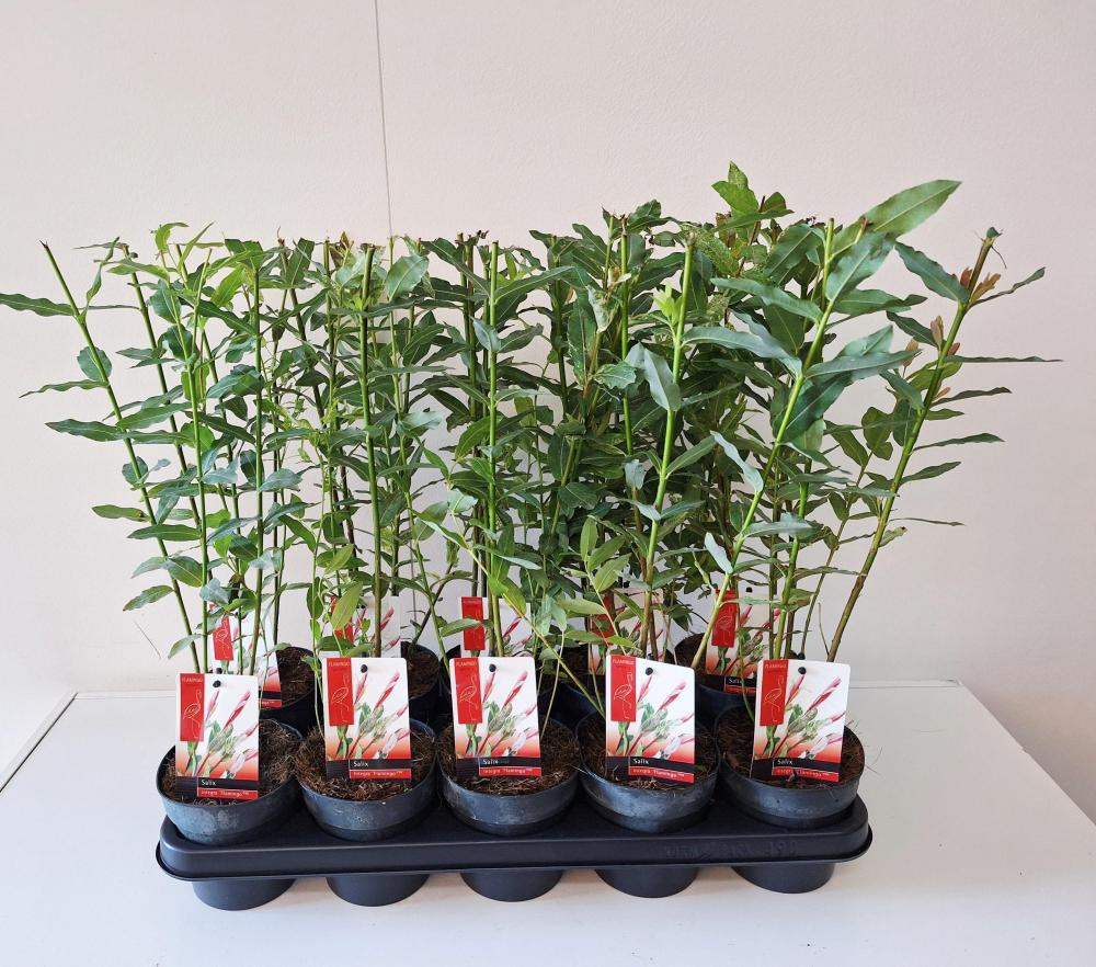 Salix