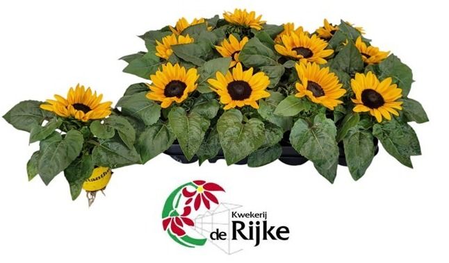 helianthus