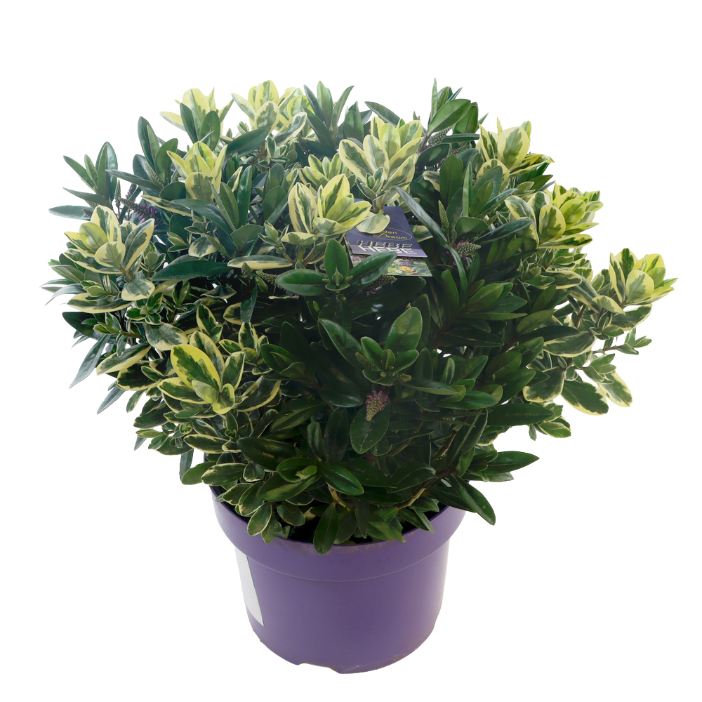 Hebe andersonii twin
