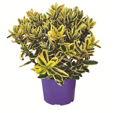 Hebe andersonii golden katrina