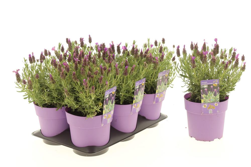 Lavandula