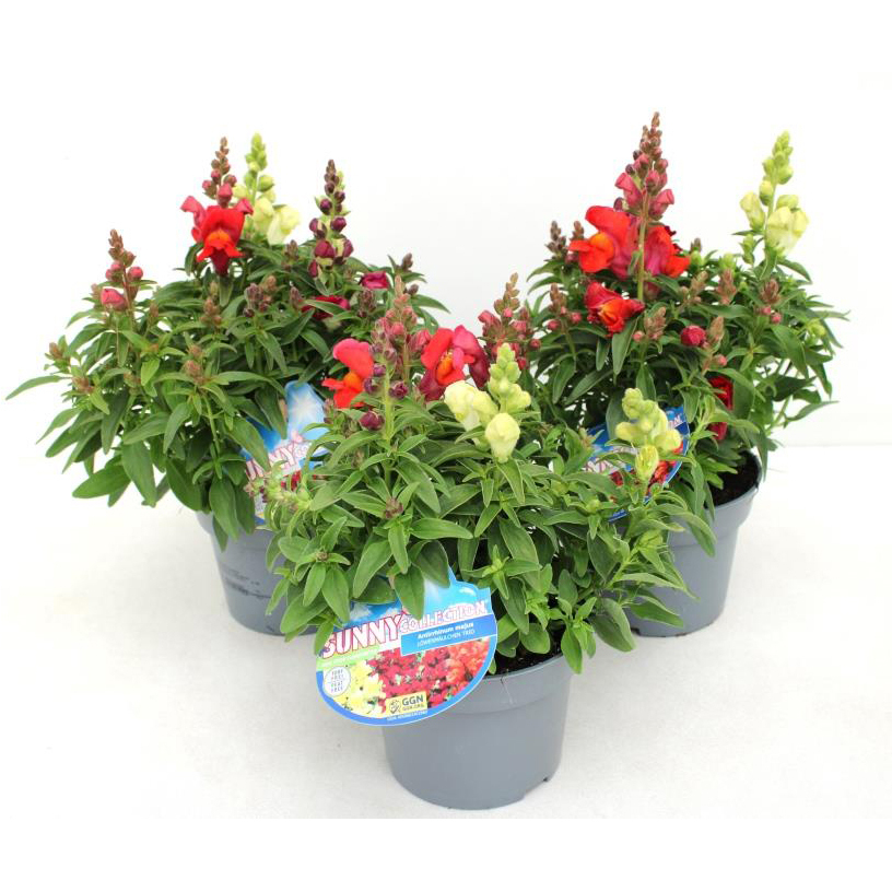 Antirrhinum majus trio