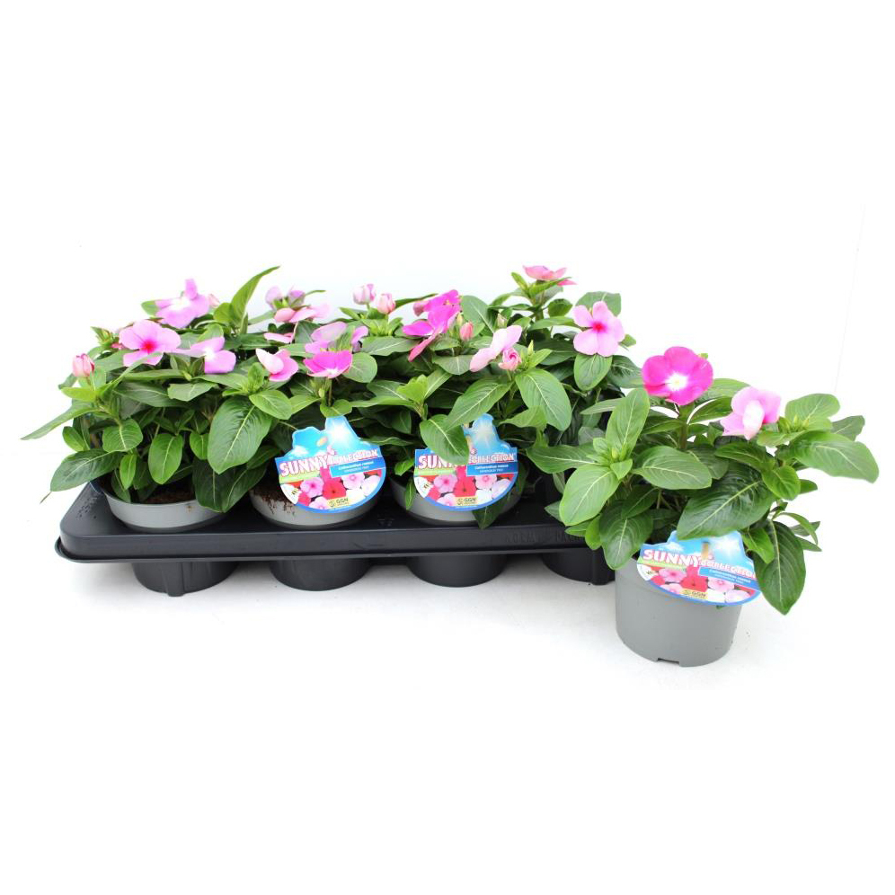 Catharanthus roseus trio