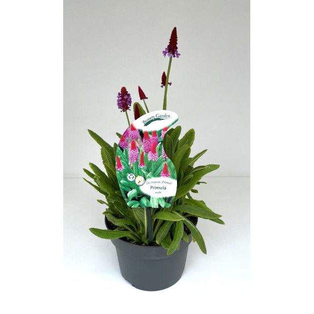 Primula vialli