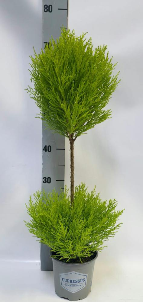 Cupressus