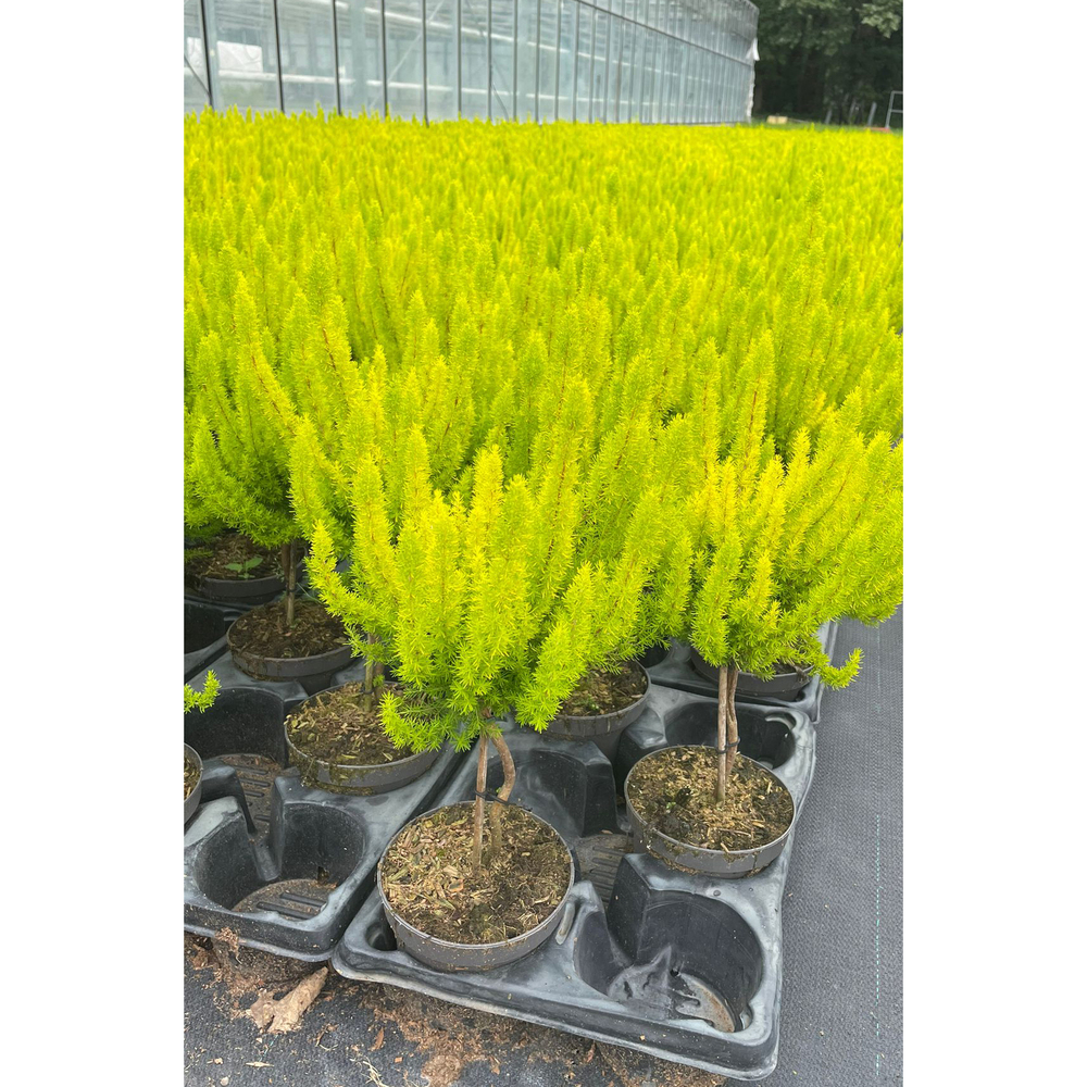 Erica arborea