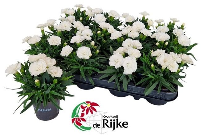dianthus