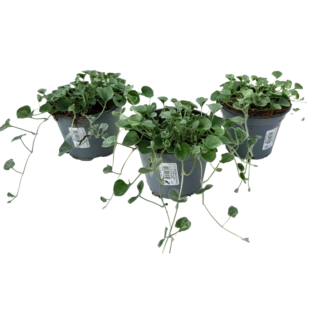 dichondra argenta silver falls