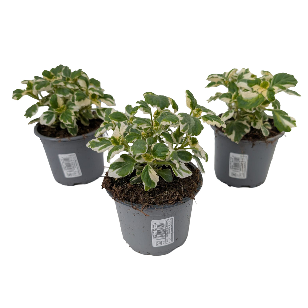 Plectranthus