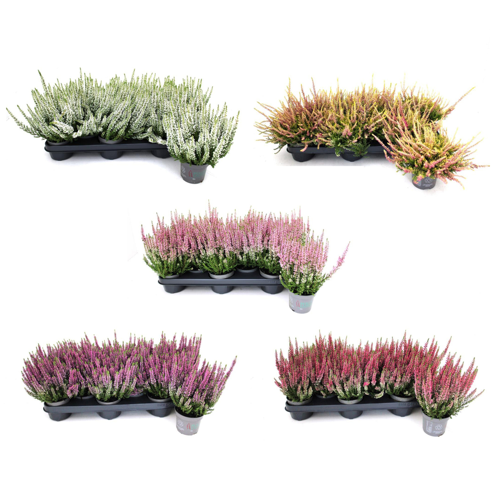 Calluna vulgaris beauty ladies