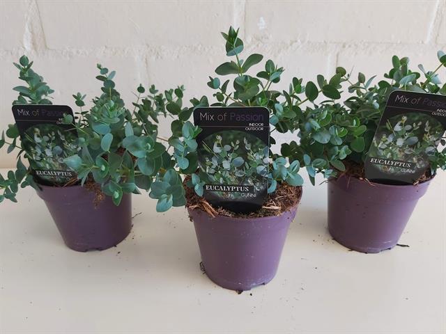 Eucalyptus