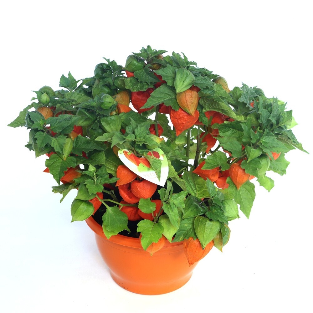 Physalis alkekengi var. franchetii