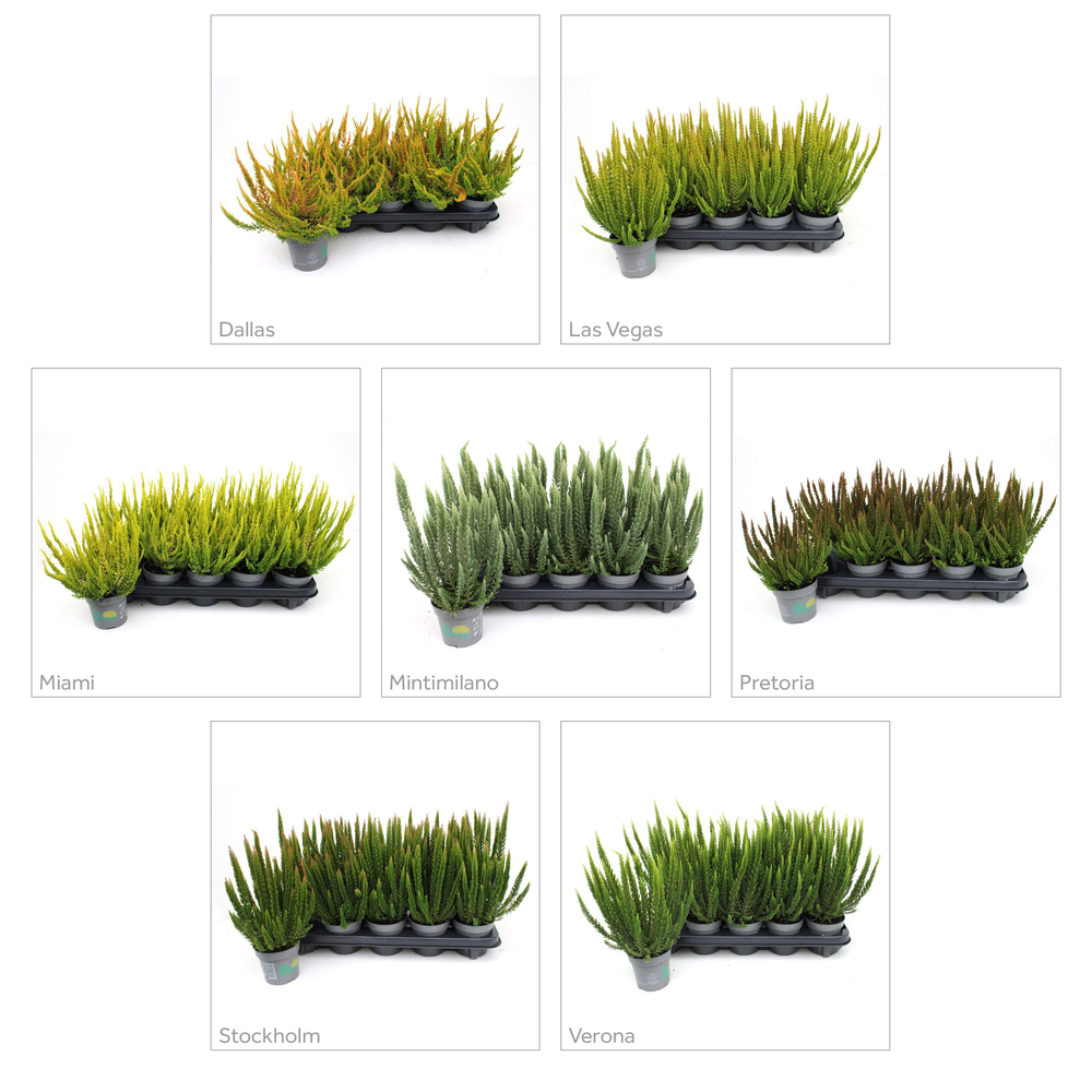 Calluna vulgaris beauty ladies skyline
