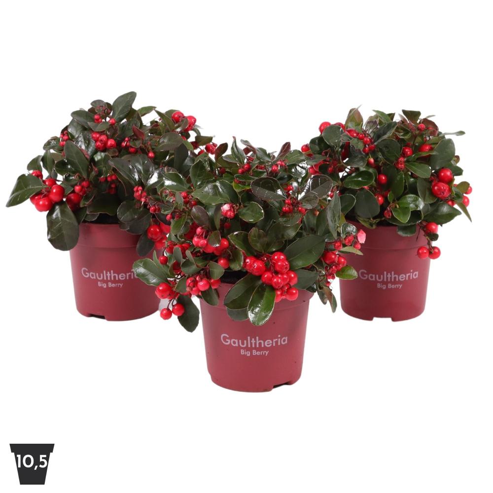 gaultheria