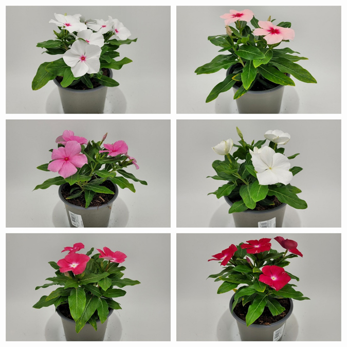 Catharanthus roseus