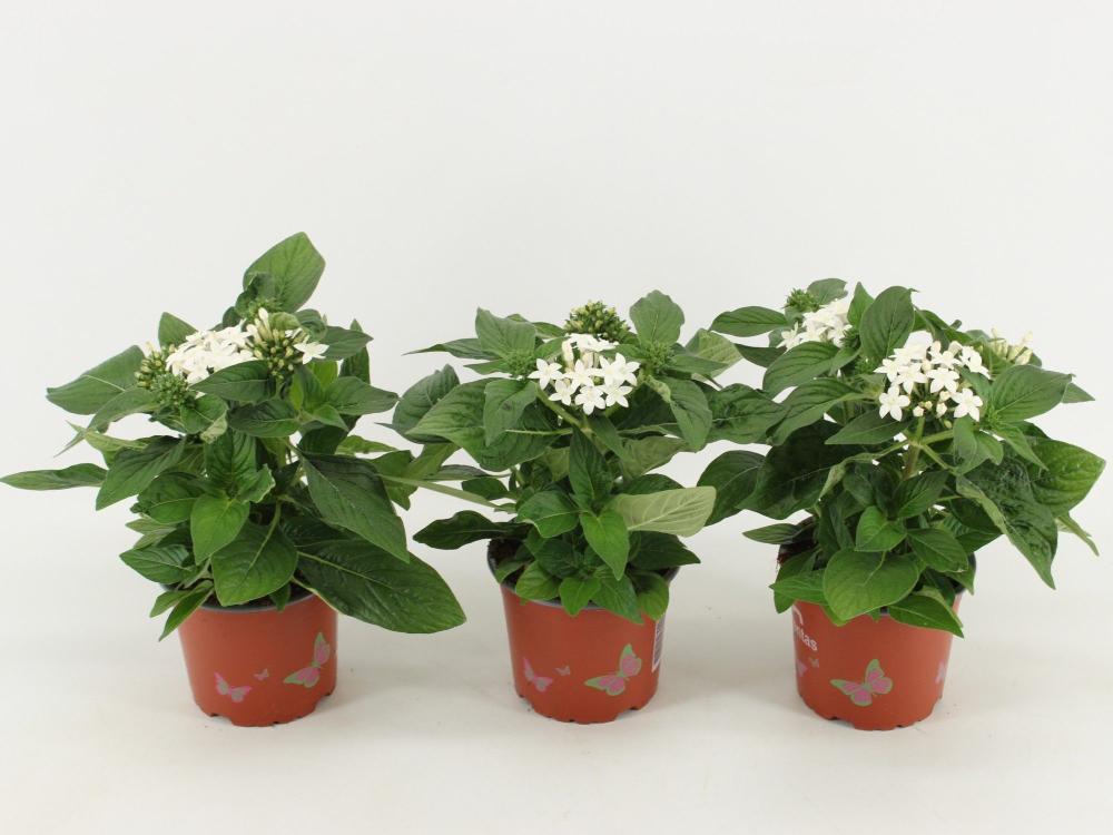 pentas