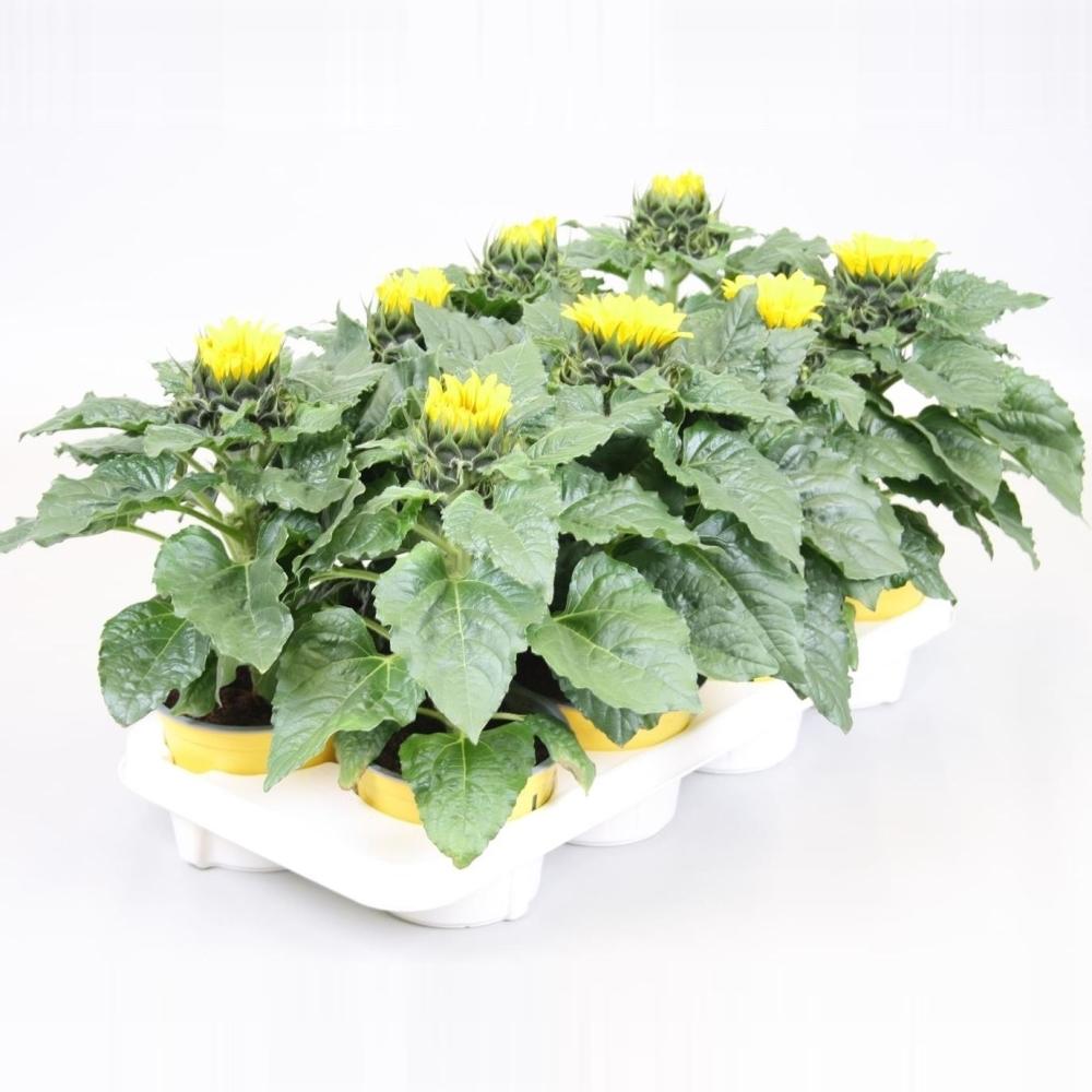 helianthus