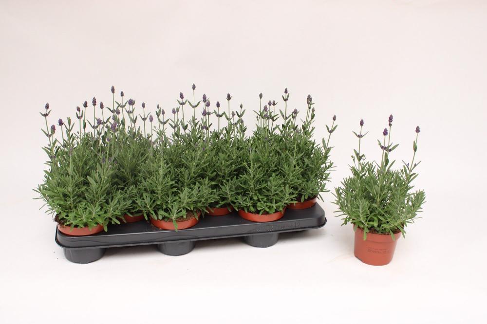 lavandula