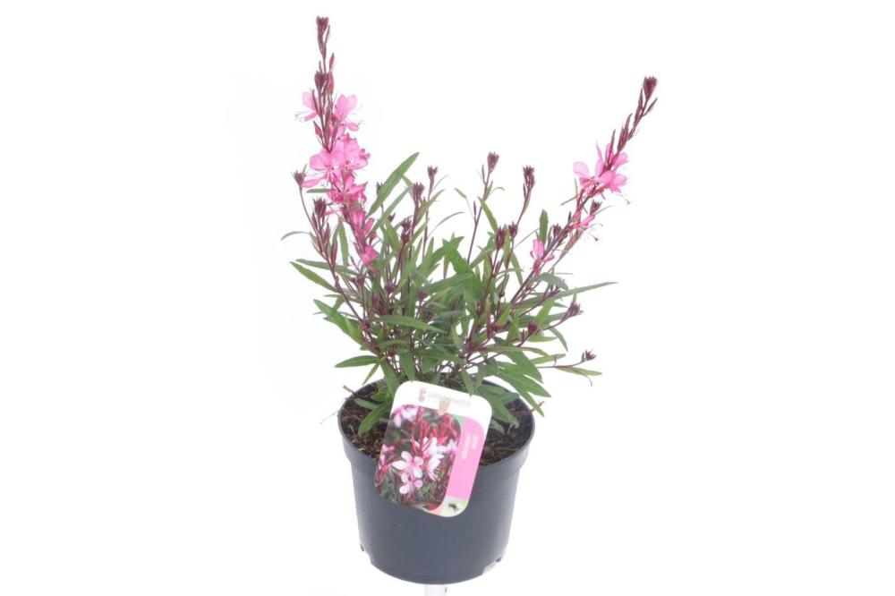 Gaura