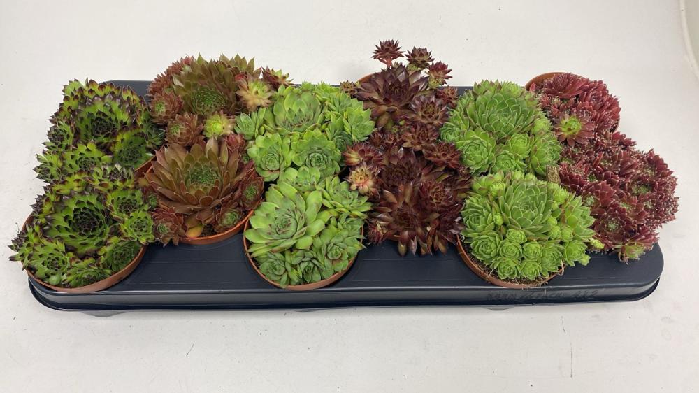 sempervivum