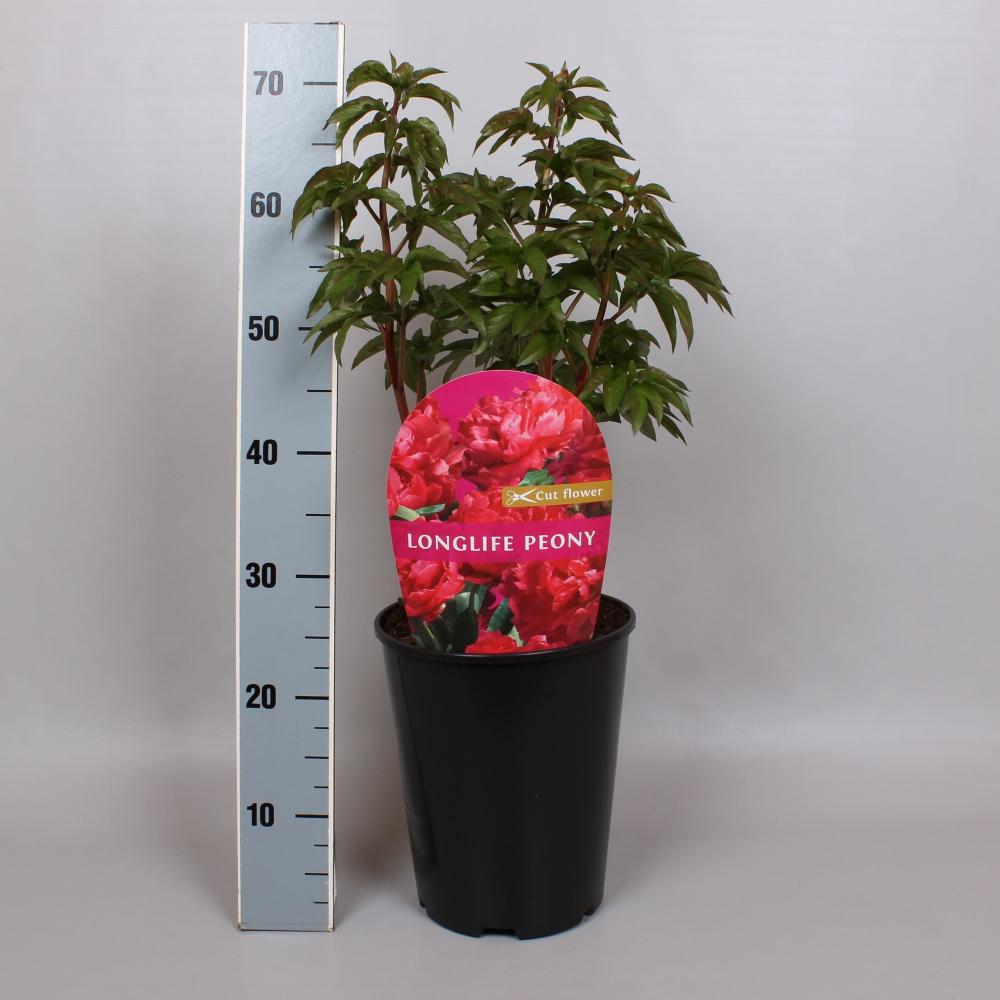 paeonia lactiflora