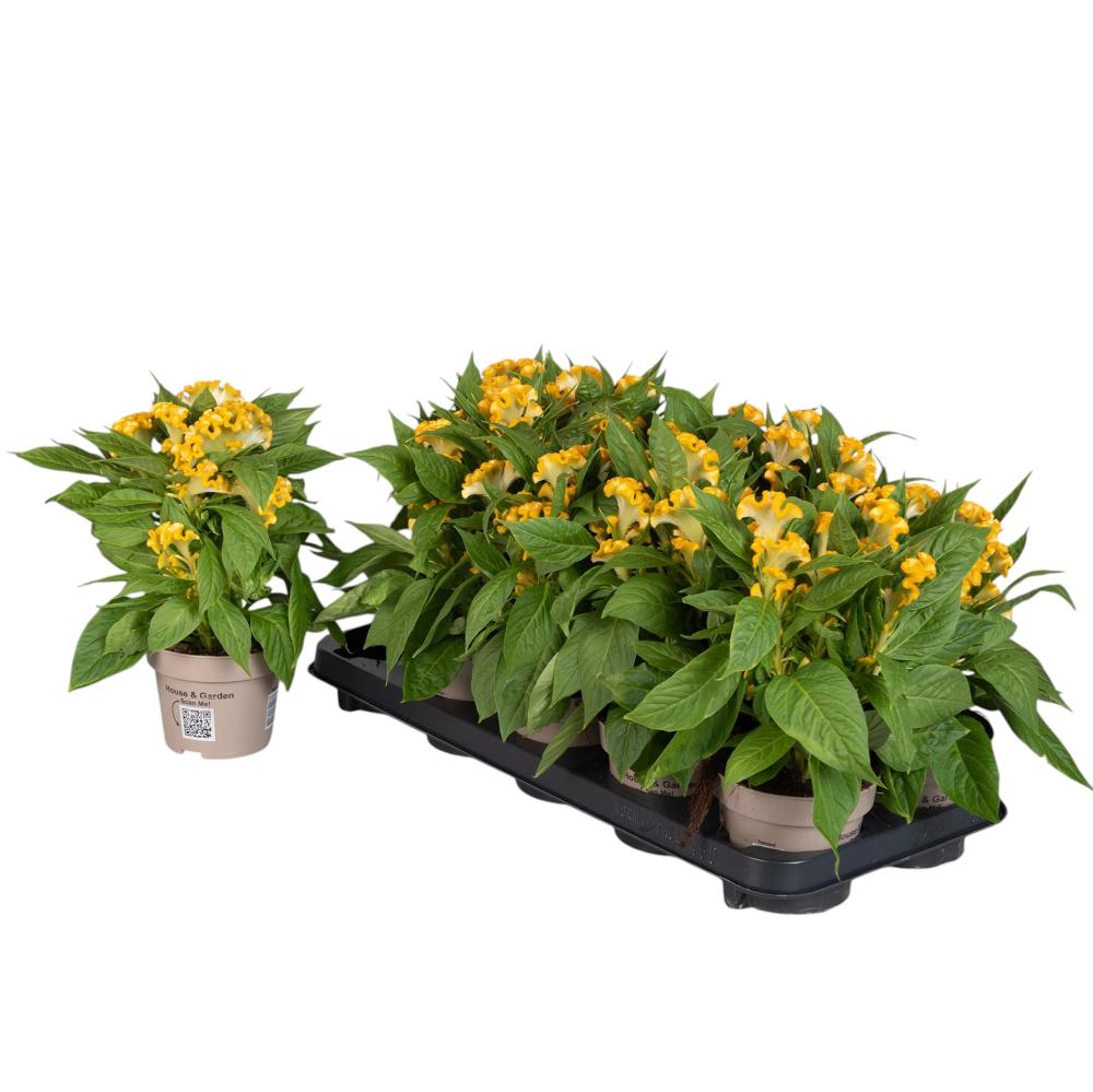 celosia