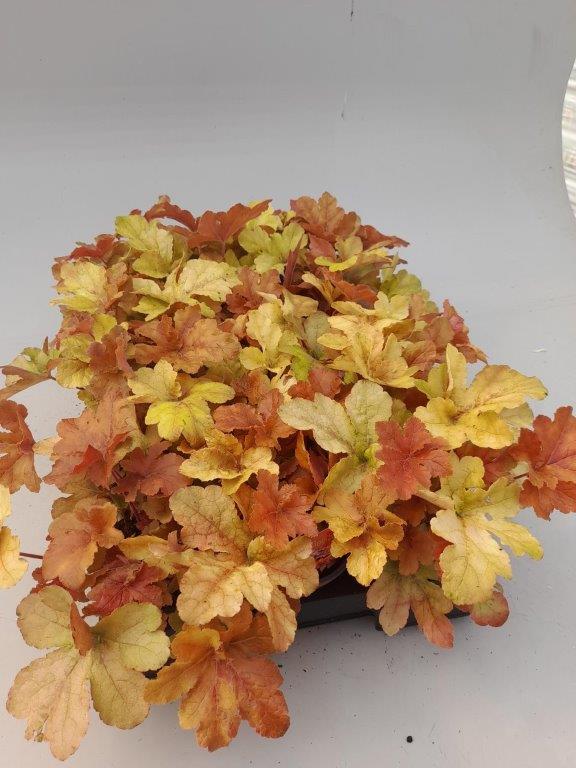 Heucherella