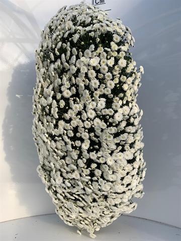 Chrysanthemum multi formes