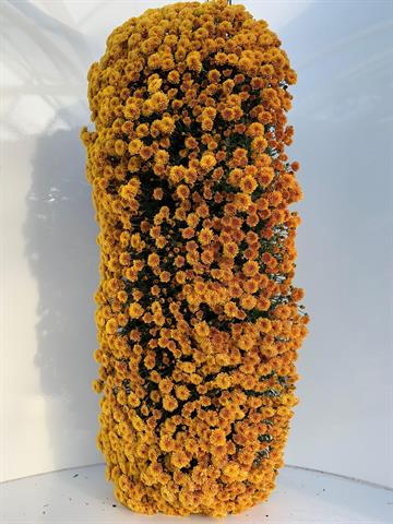Chrysanthemum multi formes