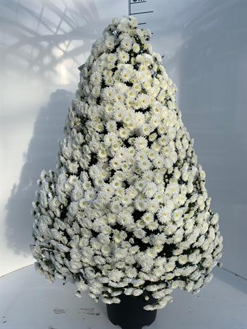 Chrysanthemum multi pyramide