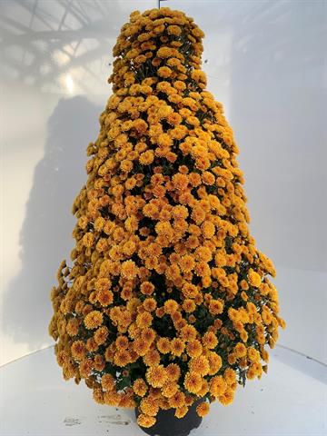 Chrysanthemum multi pyramide
