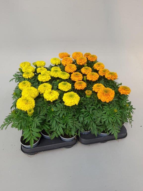 Tagetes - rose d´inde