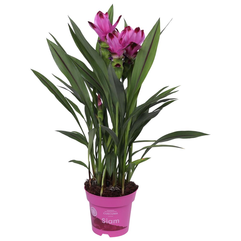 Curcuma