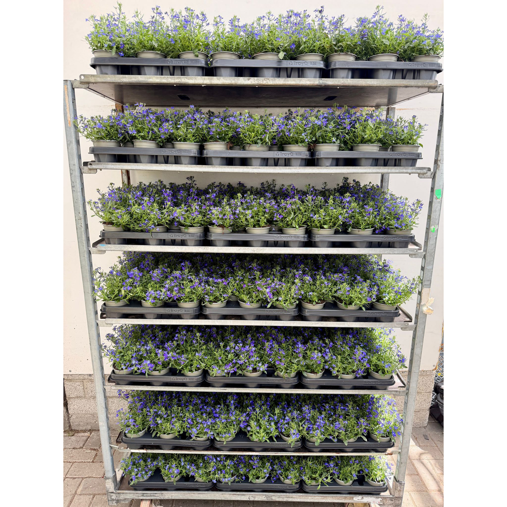 Lobelia ricardii