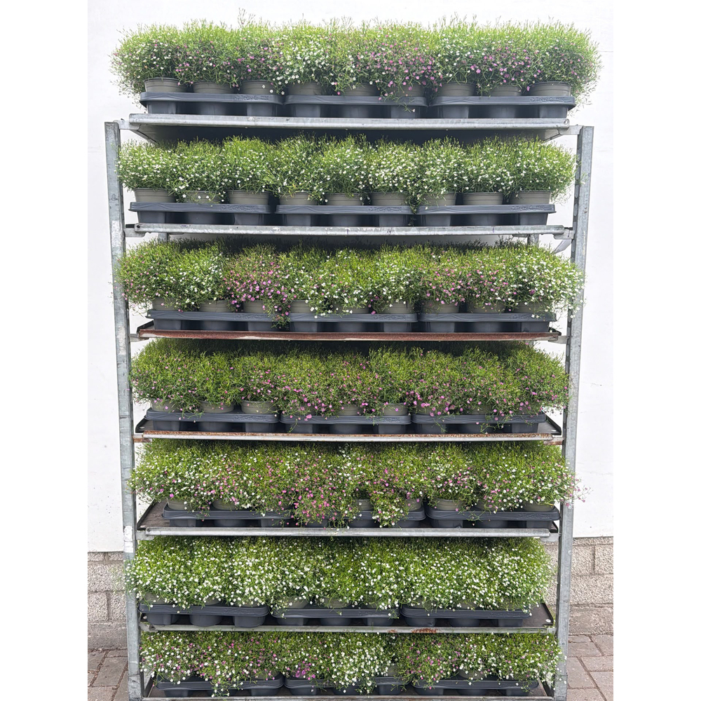 Gypsophila muralis