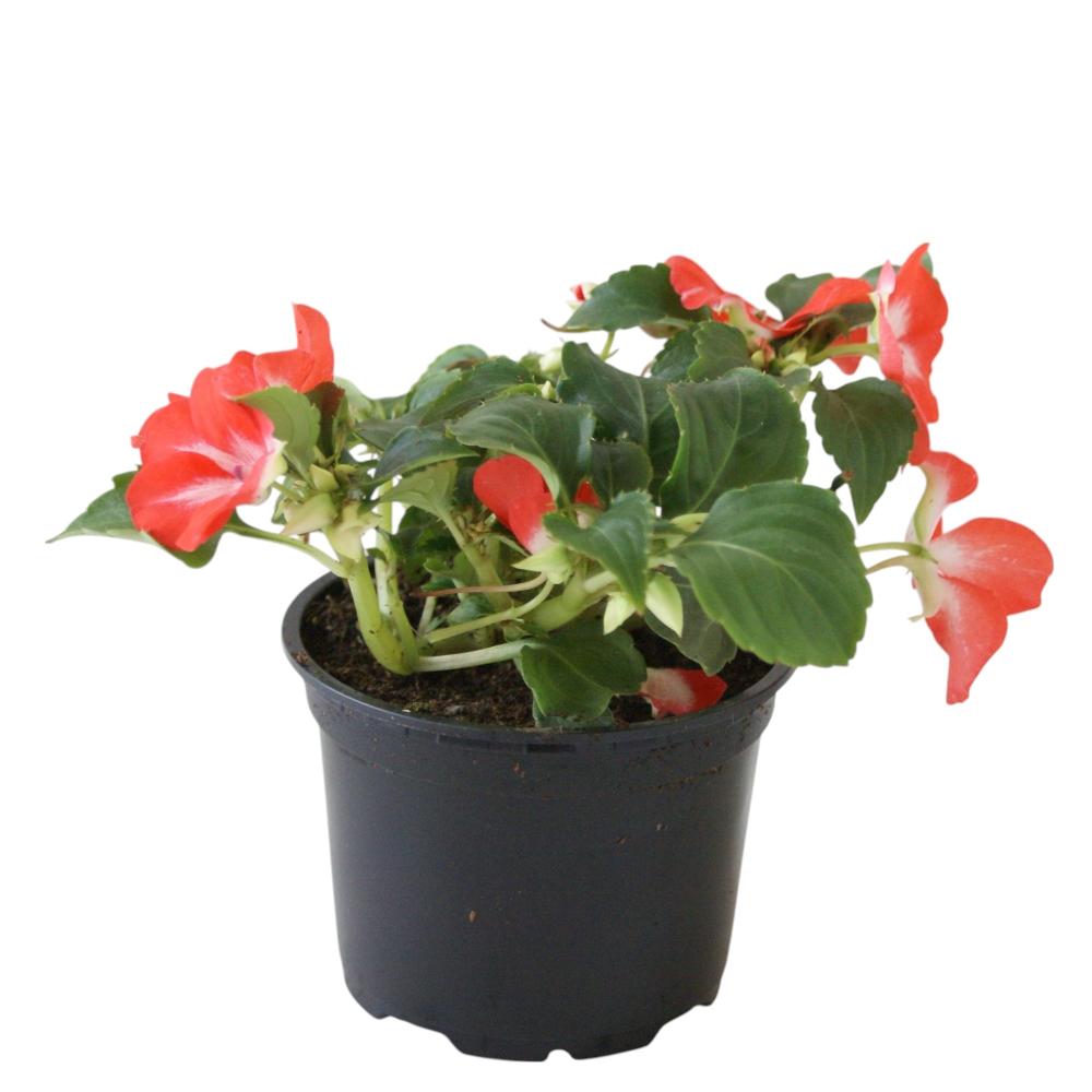 impatiens