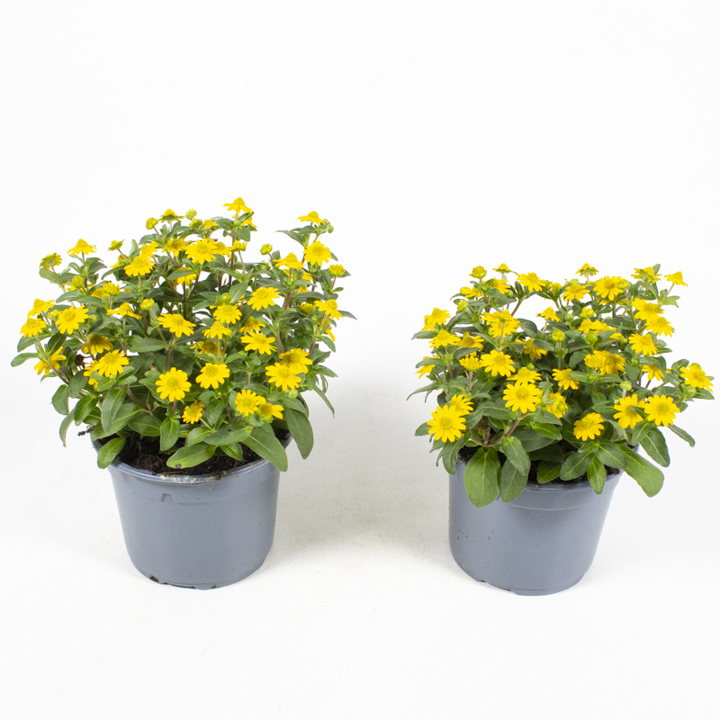 Sanvitalia procumbens