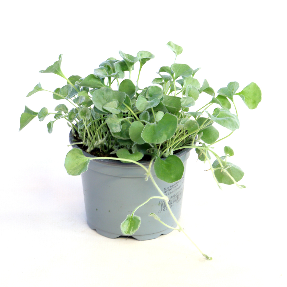 dichondra argenta